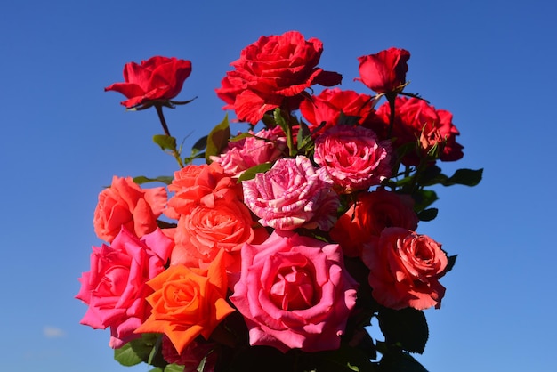Piękny bukiet kwiatów róż w ogrodzie na tle błękitnego nieba. Dużo zieleni i kwietnik. Projektowanie krajobrazu. Natura. Rośliny wieloletnie