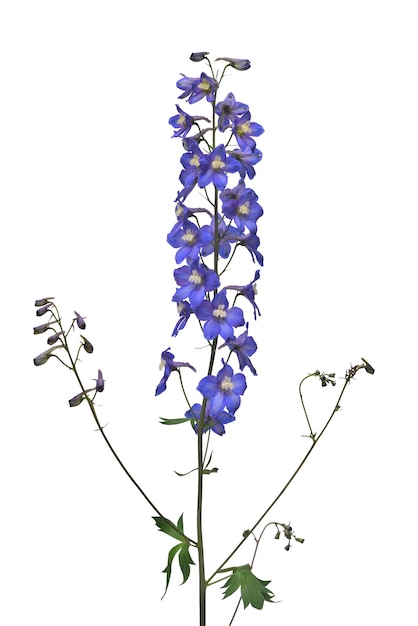 Piękny bukiet niebieski kwiat delphinium na białym tle Płaski widok z góry Obiekt kwiatowy wzór Koncepcja natury