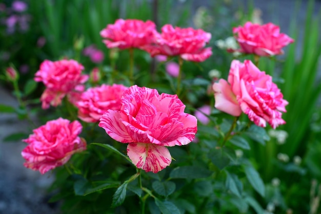 Piękny bukiet pasiastych kwiatów róż w ogrodzie na tle trawnika. Dużo zieleni i kwietnik. Projektowanie krajobrazu. Natura. Rośliny wieloletnie