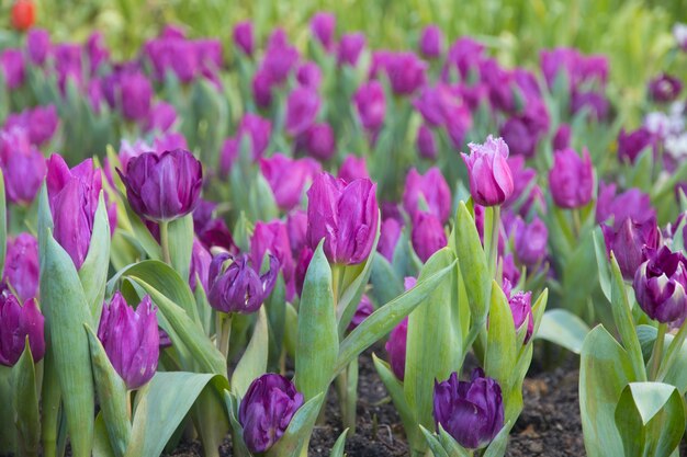 Piękny bukiet świezi kolorowi tulipany