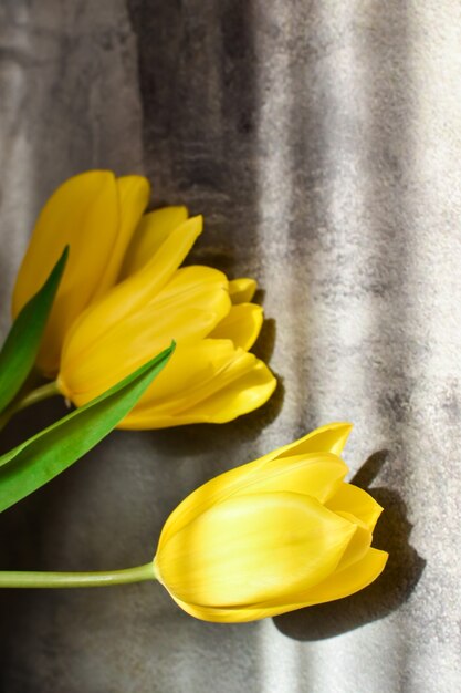 Zdjęcie piękny bukiet świeżych tulipanów w promieniach słońca na tle betonowej ściany. kartka z życzeniami