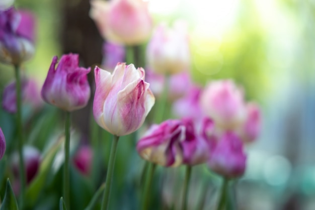 Piękny bukiet tulipanów. kolorowe tulipany. charakter tła