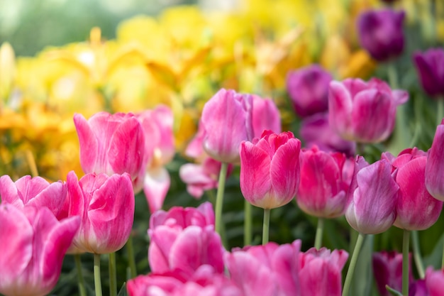 Piękny bukiet tulipanów. kolorowe tulipany. charakter tła