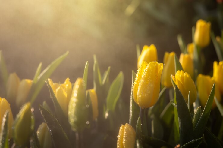Piękny bukiet tulipanów. kolorowe tulipany. charakter tła