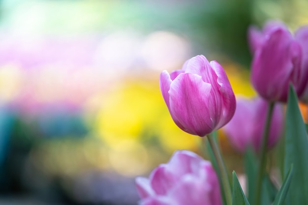 Piękny bukiet tulipanów. kolorowe tulipany. tło natury