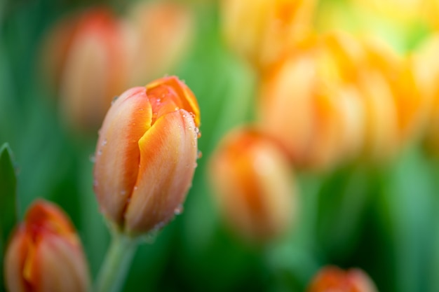 Piękny bukiet tulipanów. kolorowe tulipany.