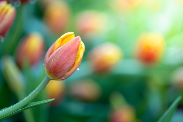 Piękny bukiet tulipanów. kolorowe tulipany.
