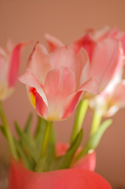 Piękny bukiet tulipanów Kwiat tulipany tło Naturalne tło kwiatowe