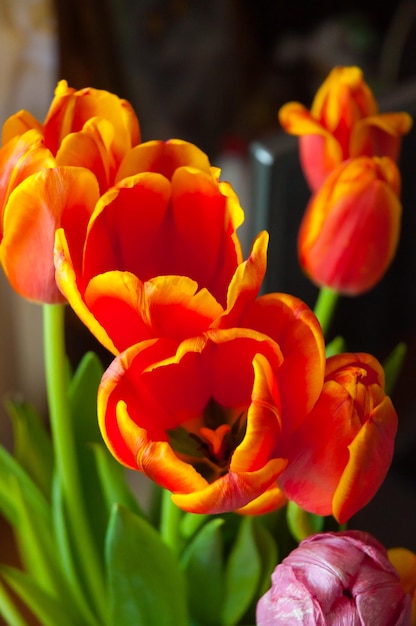 Piękny bukiet tulipanów zbliżenie pionowej fotografii