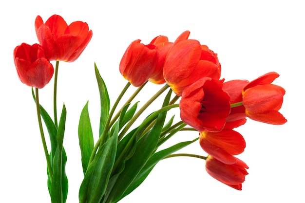 Piękny bukiet tulipanów