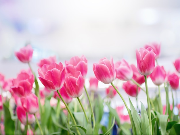 Piękny bukiet tulipany kwitnie w ogródzie, Jaskrawy kolorowy tulipanowy fotografii tło.