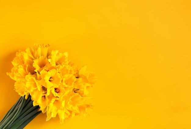 Piękny bukiet wiosennych żółtych kwiatów narcyzów lub roślin żonkila na jasnożółtym tle