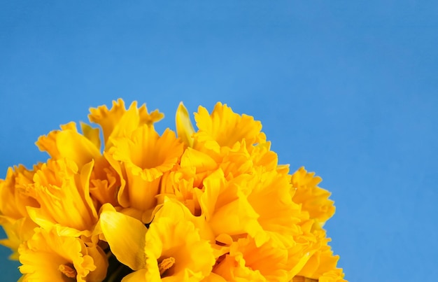 Piękny Bukiet Wiosennych żółtych Kwiatów Narcyzów Lub Roślin żonkila Na Niebieskim Tle Z Bliska