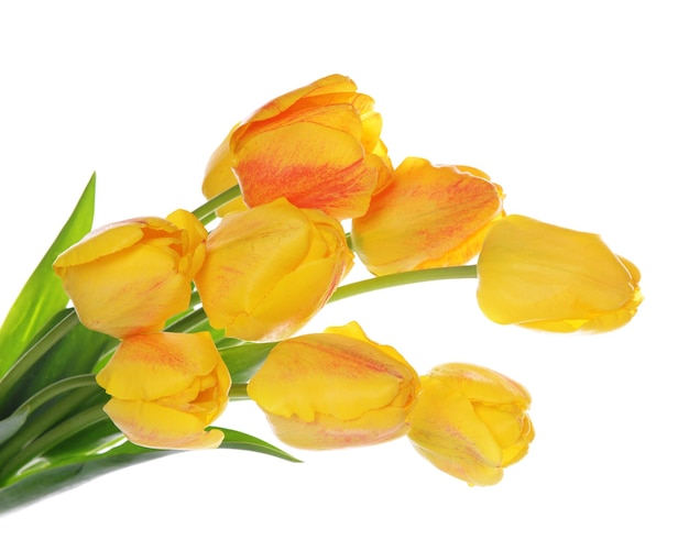 Piękny bukiet żółtych tulipanów na białym tle