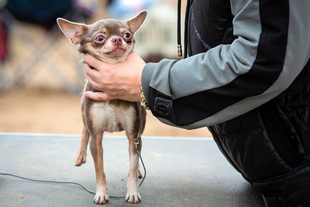 Zdjęcie piękny chihuahua z samicą pomagającą w pozowaniu