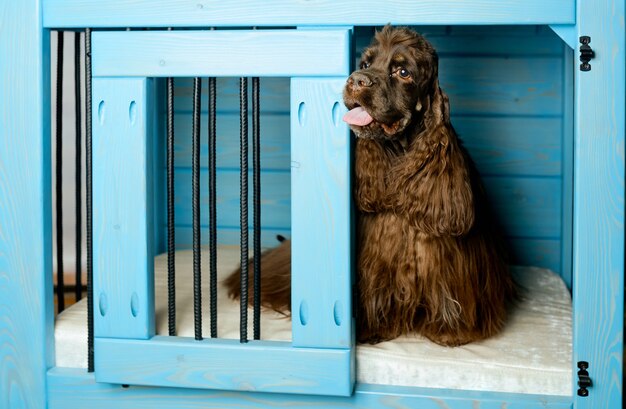 Zdjęcie piękny ciemnobrązowy amerykański spaniel w otwartej niebieskiej klatce. zdjęcie wysokiej jakości