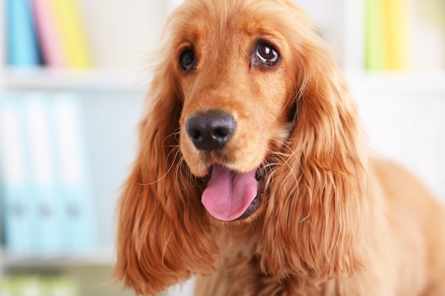 Piękny cocker spaniel na jasnym tle