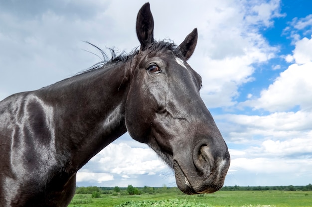 Piękny czarny koń portret na polu na pochmurne niebo