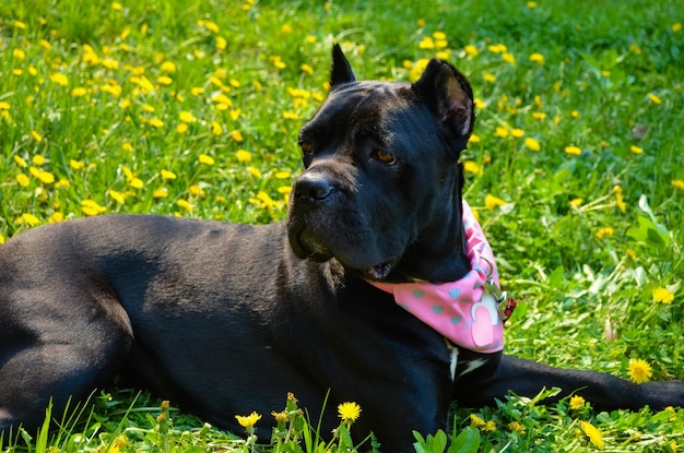 Piękny czarny pies włoskiej rasy Cane Corso leży na polu z żółtymi kwiatami