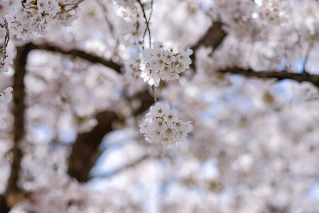 Piękny Czereśniowy Okwitnięcie Lub Różowy Sakura Kwiatu Drzewo W Wiosna Sezonie