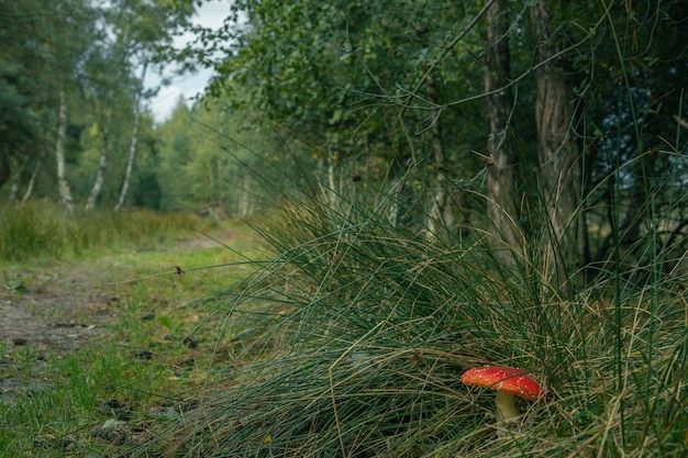 Piękny czerwony grzyb muchowy w lesie na zielonym tle