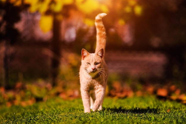 Piękny czerwony kot na zielonej trawie Letni dzień