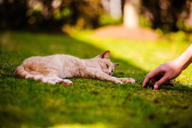 Piękny czerwony kot na zielonej trawie Letni dzieńPlaneta zwierząt