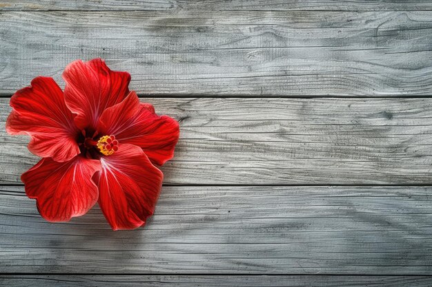 Zdjęcie piękny czerwony kwiat hibiskusa z bliska na szarym tle drewna dekoracyjne hawajskie piękno w przyrodzie
