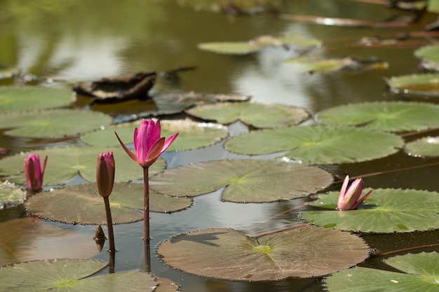 Zdjęcie piękny czerwony lotus w naturalnym wodnym basenie