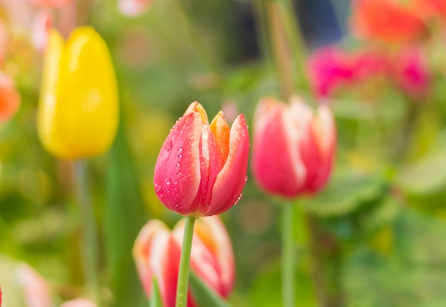Piękny czerwony tulipan kwiaty miłości romantyczny