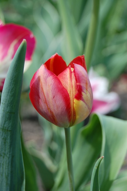 Piękny czerwony tulipan kwitnie w wiosennym ogrodzie