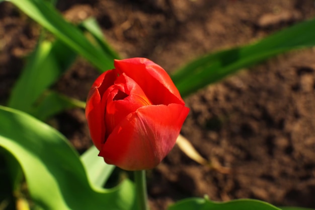 Piękny czerwony tulipan na zewnątrz