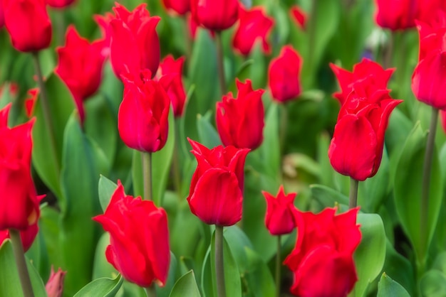 Piękny czerwony tulipan plantacji pola.
