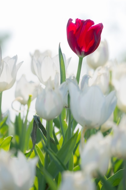 Piękny czerwony tulipan w około białych tulipanów.