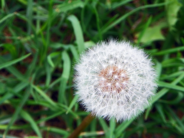 Zdjęcie piękny dandelion