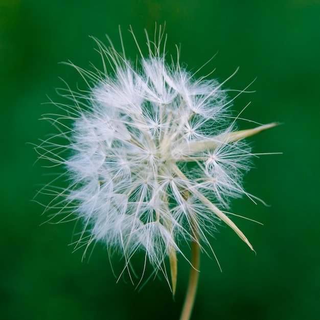 Piękny dandelion