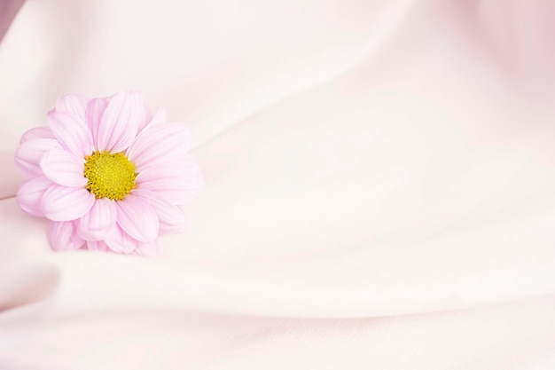 piękny delikatny różowy kwiat chryzantemy na jasnym tle tkaniny