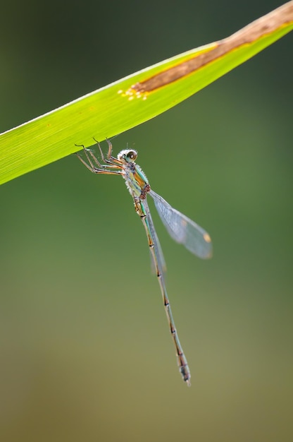 Piękny detal ważki Lestes sponsa