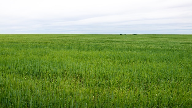 Piękny Dojrzewający Plon Zielonej Trawy Pszenicznej Krajobraz Na Wiejskich Terenach Hiszpanii