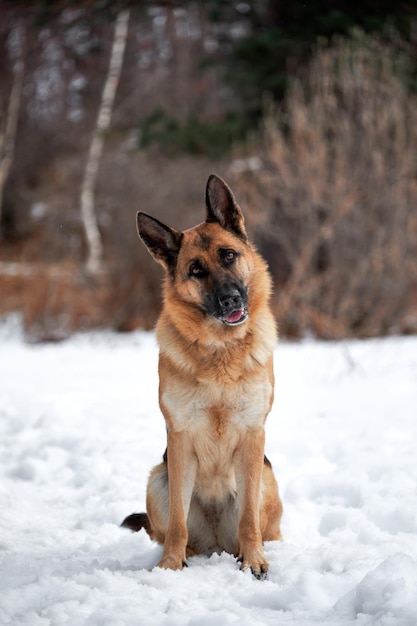 Piękny dorosły pies rasowy owczarek niemiecki w śnieżnobiałych zaspach