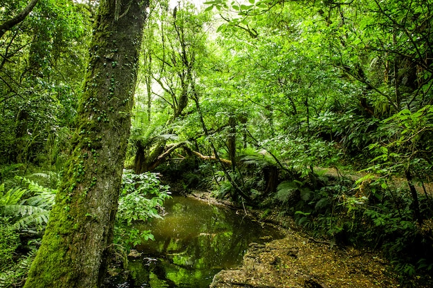 Piękny drzewo w Catlins lesie, Nowa Zelandia