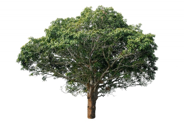 Zdjęcie piękny drzewo z zielonymi liśćmi odizolowywającymi na białym tle