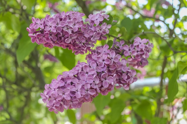 Piękny duży fioletowy liliowy. bukiet kwiatów z bliska.