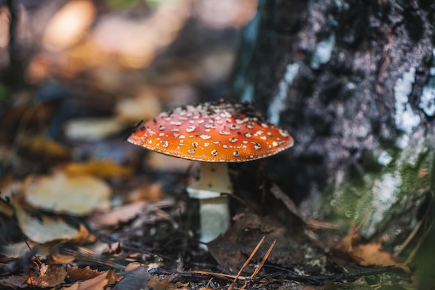 Piękny duży muchomor grzybowy w lesie