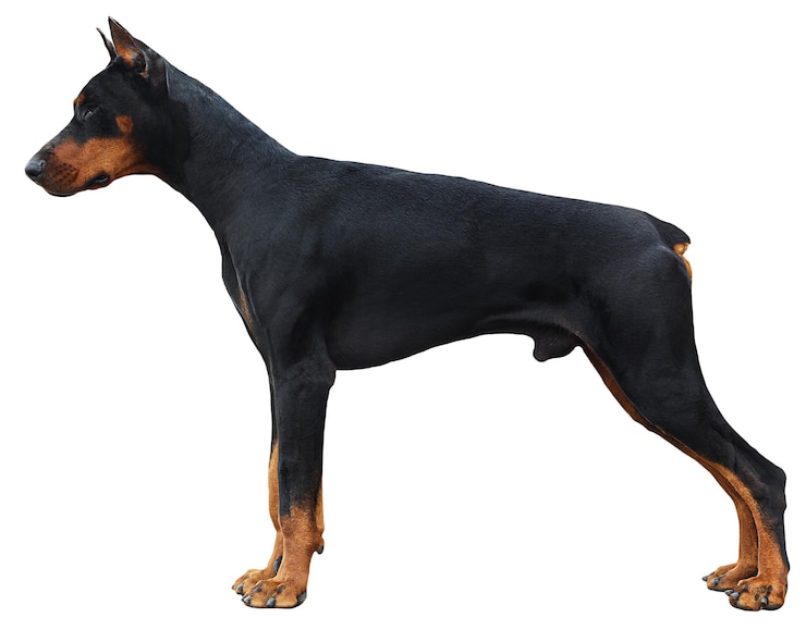 Zdjęcie piękny duży pies doberman na białym tle