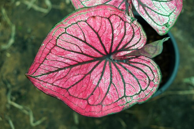 Piękny dwukolorowy Caladium kolorowy liść w ogrodzie