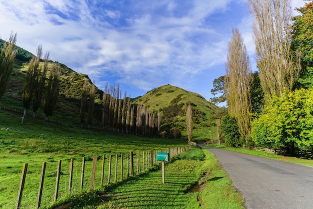 Piękny Dzień Na Wsi Na Wyspie Północnej Nowej Zelandii
