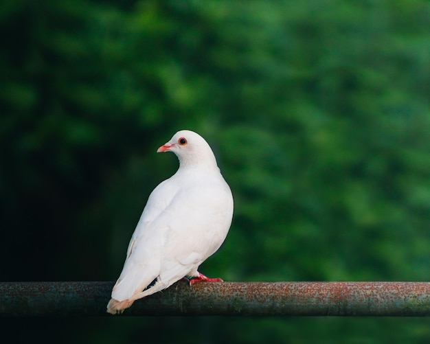 Piękny dziki biały gołąb portret tło w lesie stojąc na metalowej rurce.