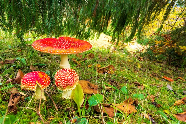 Piękny dziki grzyb Amanita na zielonej łące w gęstym, wielokolorowym lesie w Karpatach jesienią