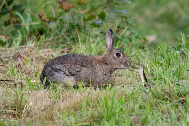 Zdjęcie piękny dziki królik czuwa na otoczenie